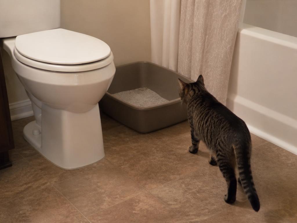 Cat approaching a litter box placed next to a toilet